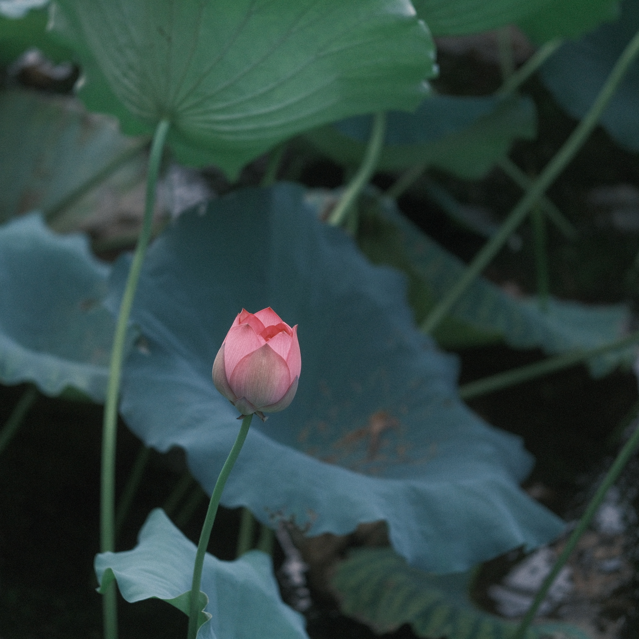 摄影照片
