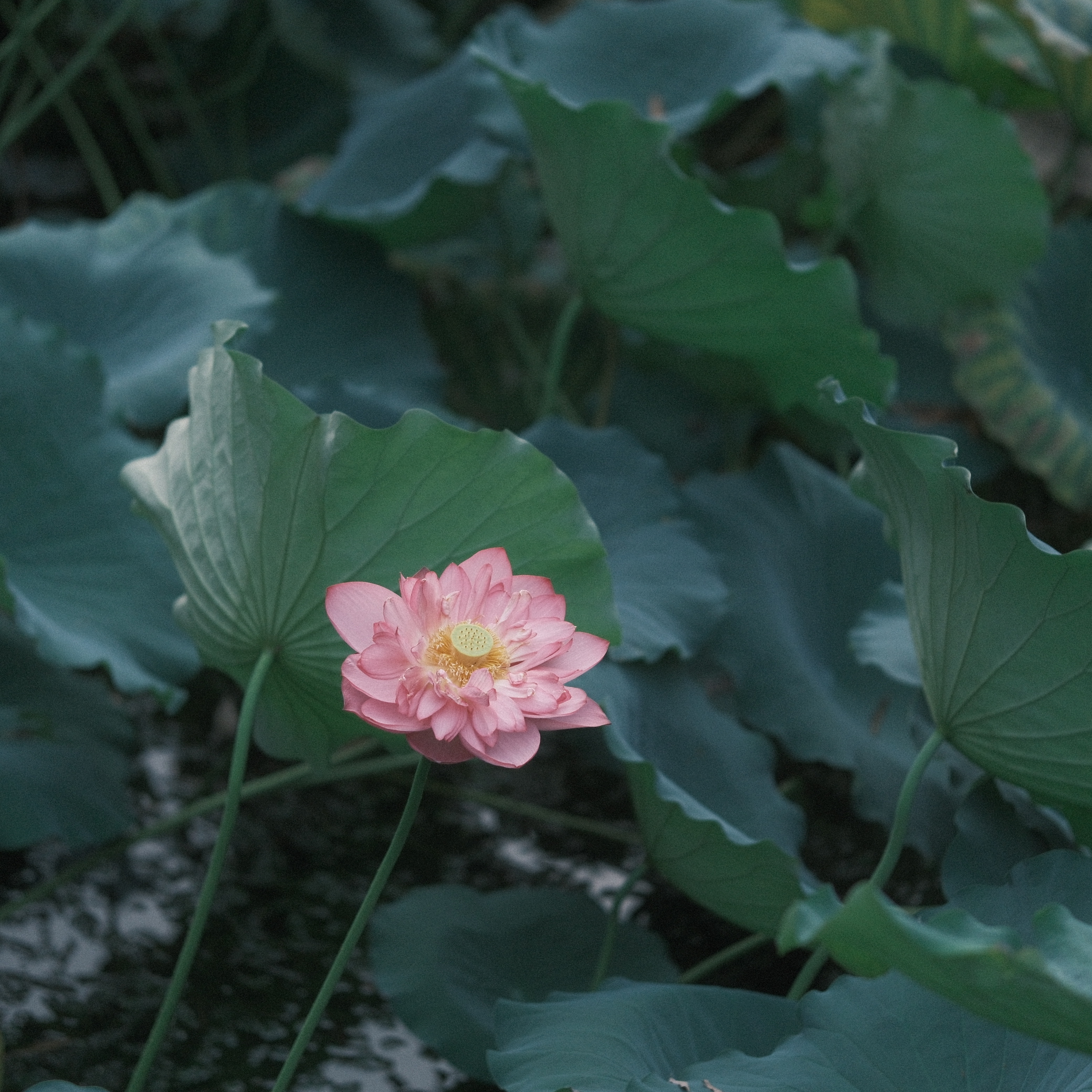 摄影照片